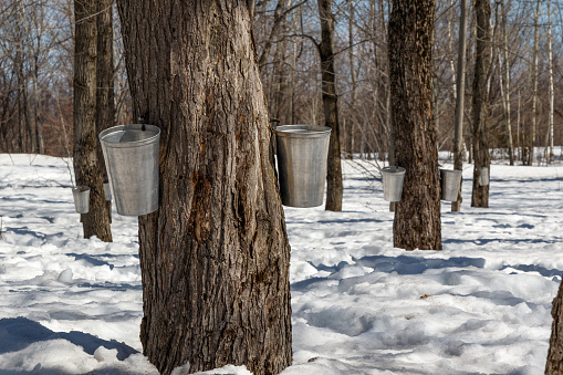 Maple Sap Bucket to harvest sap from maple trees to make maple syrup with the sugar shack in background