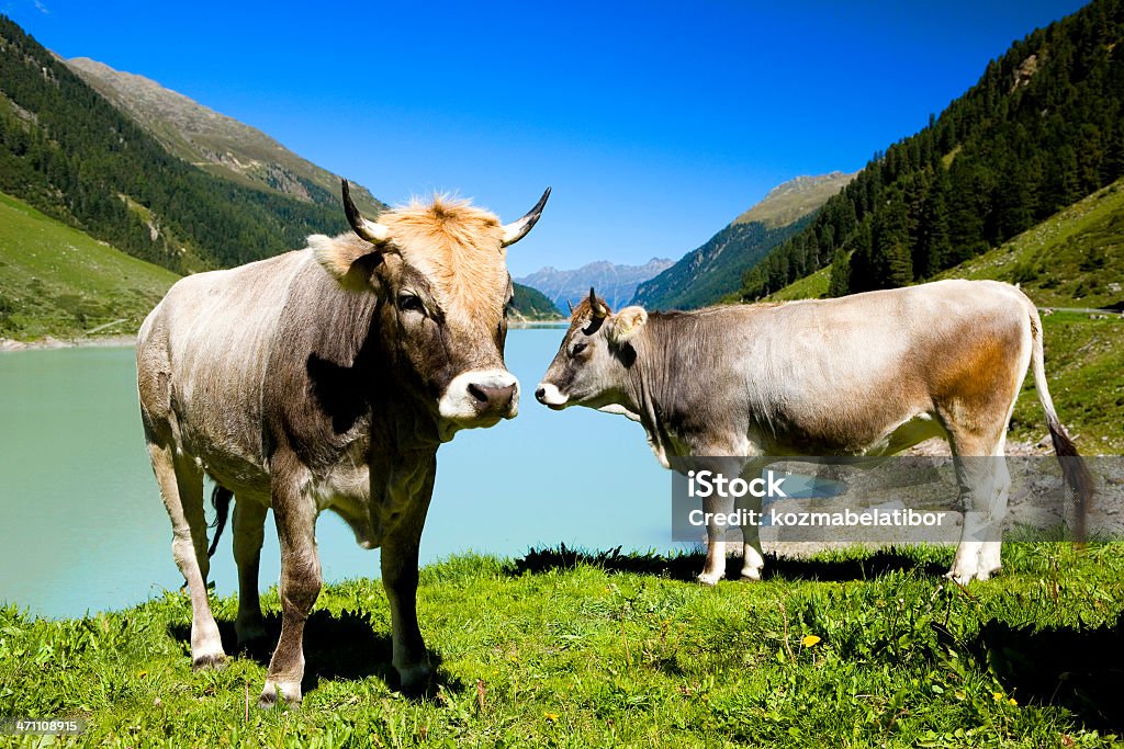 Les vaches - Photo de Activité libre de droits