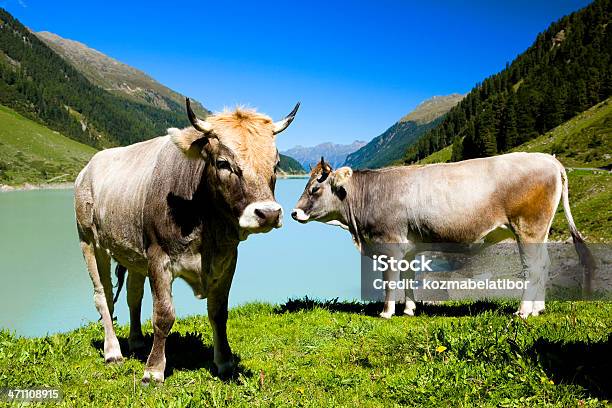 Photo libre de droit de Les Vaches banque d'images et plus d'images libres de droit de Activité - Activité, Activité de loisirs, Agriculture