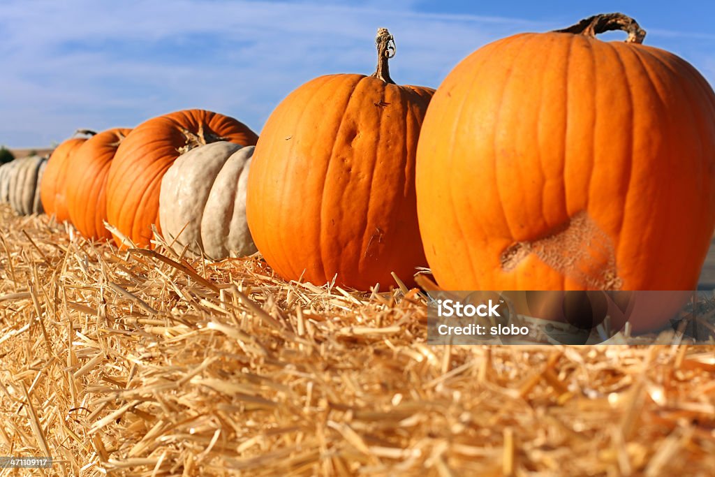 Pumpkins Pumpkins for sale outdoors. Agricultural Fair Stock Photo