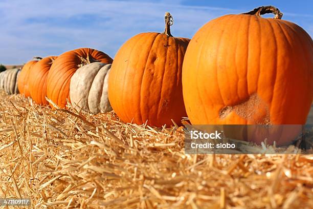 Pumpkins Stock Photo - Download Image Now - Agricultural Fair, Autumn, Celebration Event