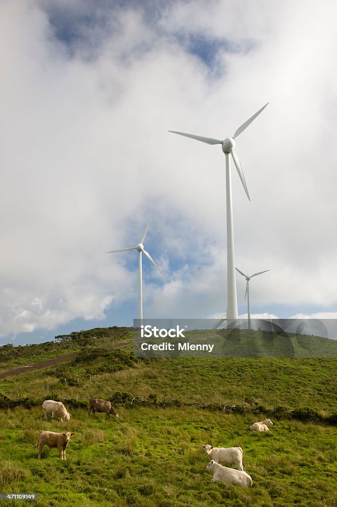 Énergie Alternative: Les vaches et Turbines de vent sur le green Meadow. - Photo de 2000-2009 libre de droits