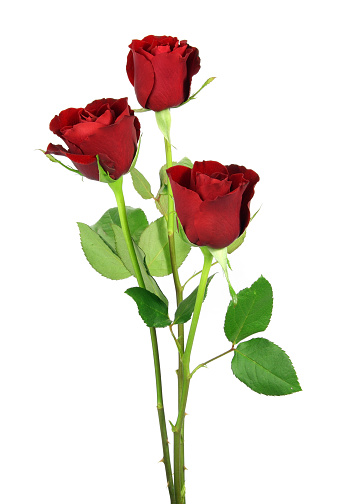 Three dark red roses standing upright and isolated on white background