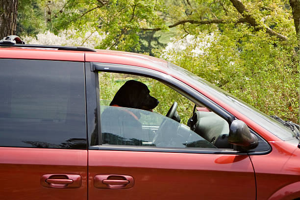 犬のお車の運転指定ドライバー - designated driver ストックフォトと画像