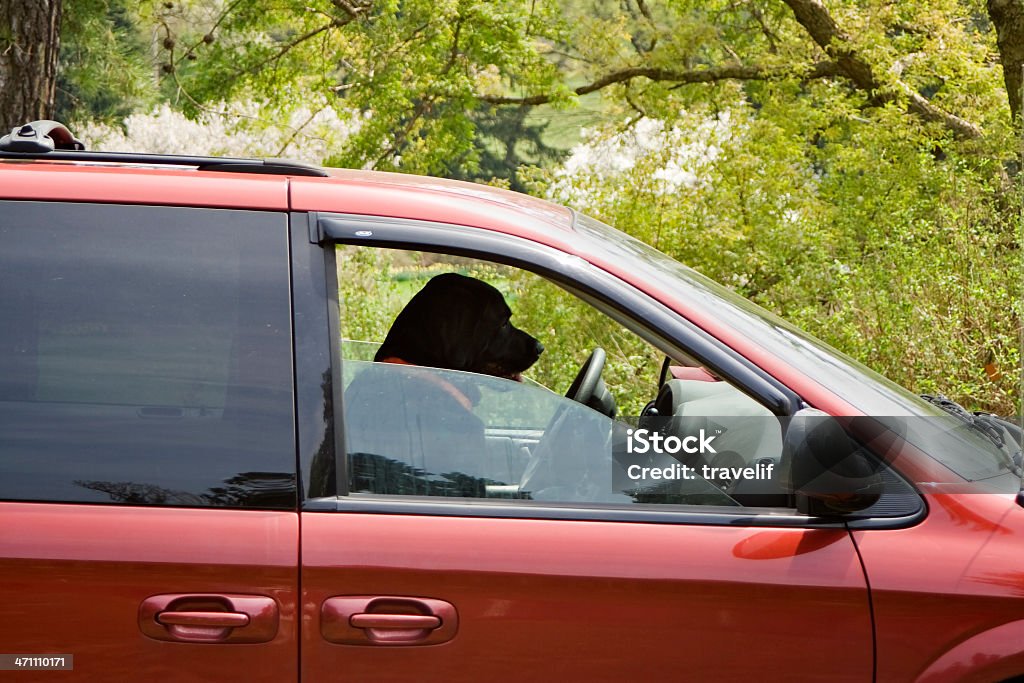 Собака вождения автомобиля-Дежурный водитель - Стоковые фото Автомобиль роялти-фри