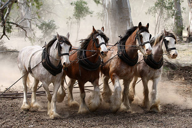 clydesdale horses walking outside - clydesdale stok fotoğraflar ve resimler