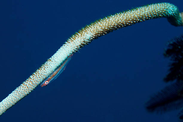 istock Large whip goby on sea whip 471111142
