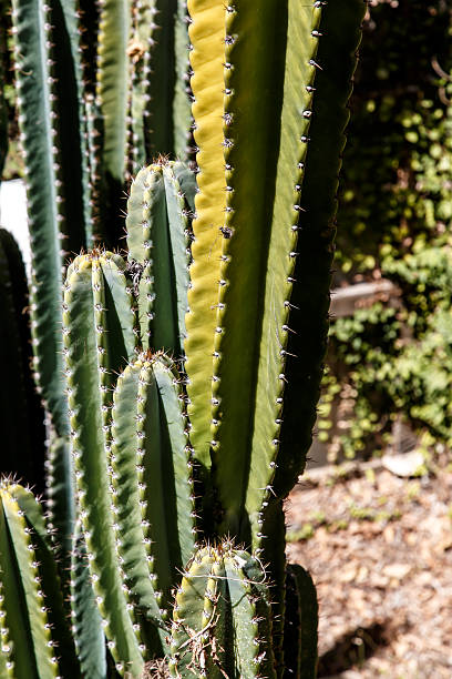 istock cactus at sun closeup photography 471111156