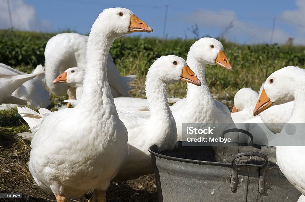 Oche del bianco. - Foto stock royalty-free di Oca - Uccello d'acqua dolce