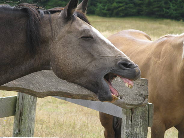 istock Horse Sneezing Laughing  Close Up 471111665