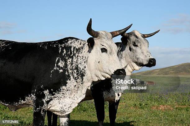 Photo libre de droit de Couple De Vache banque d'images et plus d'images libres de droit de Vache nguni - Vache nguni, Affaires Finance et Industrie, Agriculture