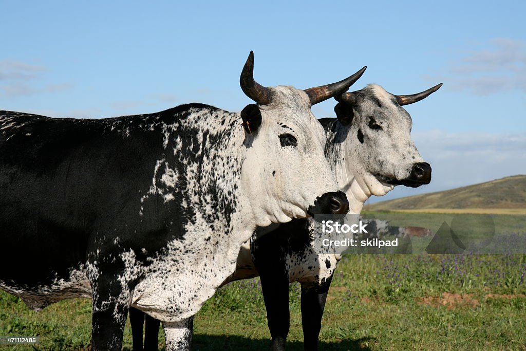 Vaca casal - Foto de stock de Gado Nguni royalty-free