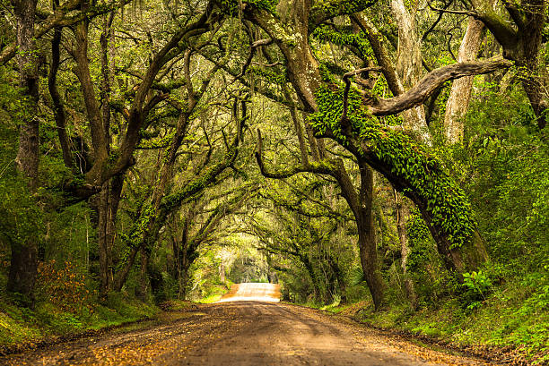 Green Botany Bay Road with moss covered trees stock photo