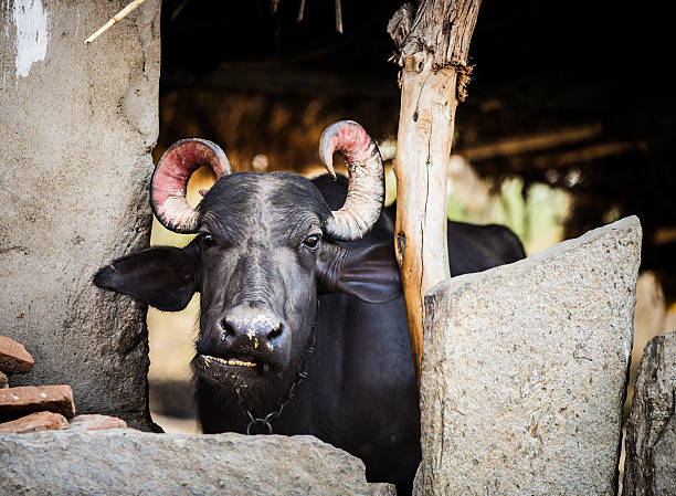Domestic Asian water buffalo