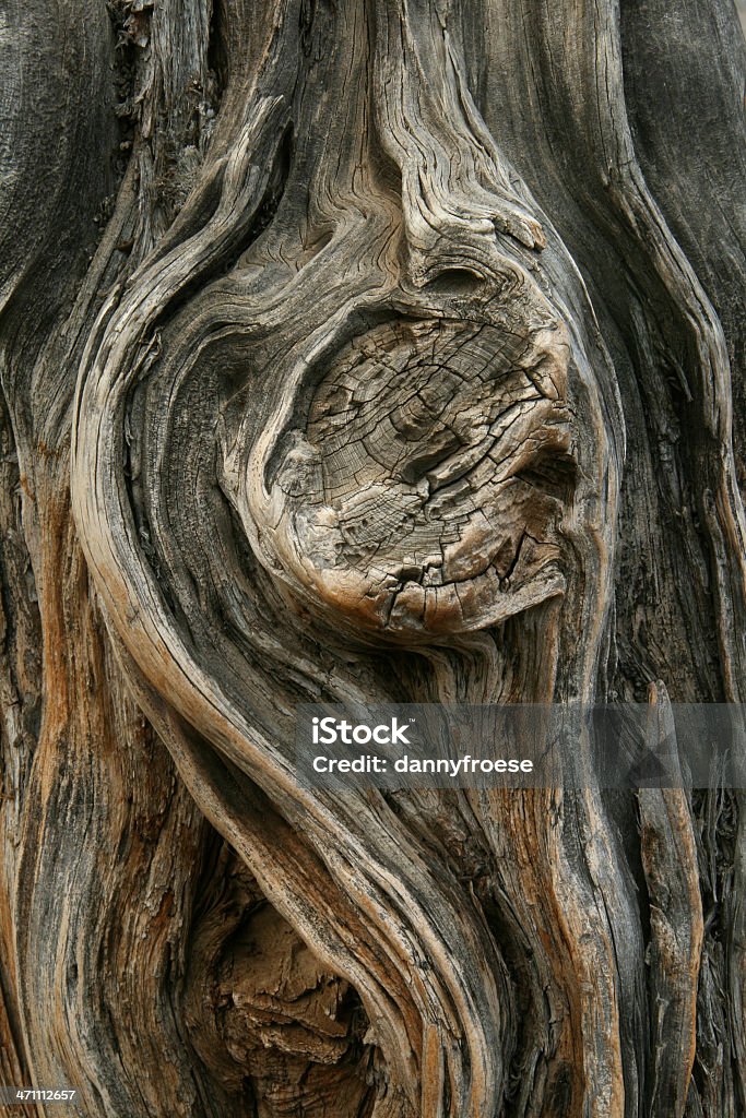 Cool. arbre - Photo de Arbre libre de droits