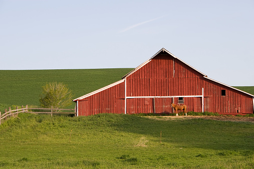 A red barn with a horse in front of it.