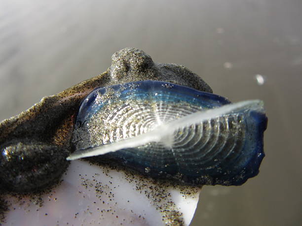 istock Single Velella in Sunlight, High Angle Vieq 471112724