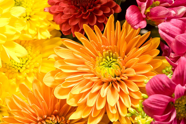 Photo of Multicolored Chrysanthemums background