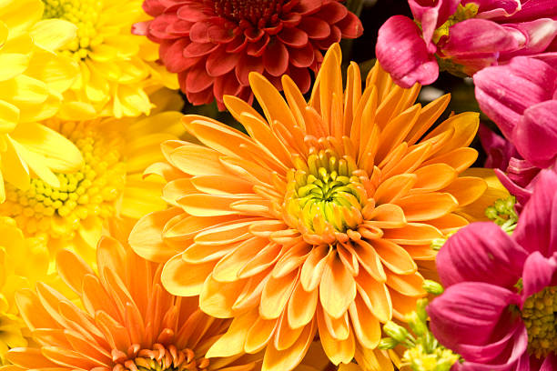 multicolored chrysanthemums background - kasımpatı stok fotoğraflar ve resimler