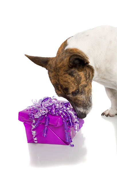 istock Doggy Purple Gift 471112775