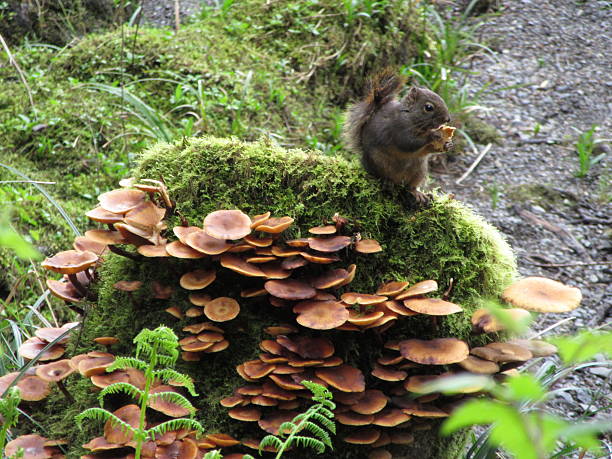 Squirrel Eating Musrooms From a Moss-Covered Rock stock photo