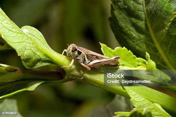 Heuschrecke Blatt Nahaufnahme Essen Grüne Pflanze Blätter Stockfoto und mehr Bilder von Blatt - Pflanzenbestandteile