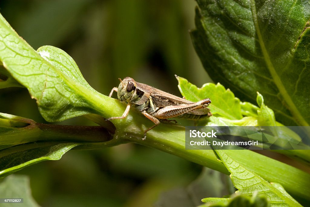 Sauterelle insecte gros plan repas plante verte feuille - Photo de Agriculture libre de droits