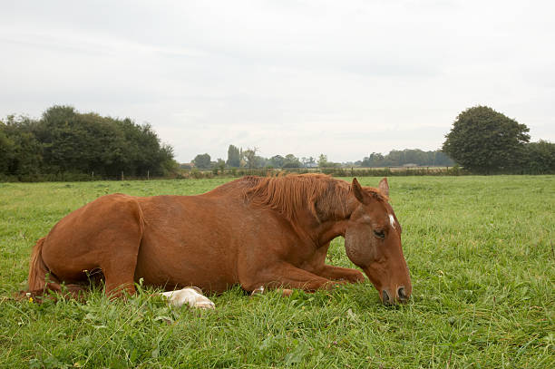 istock Brown horse eating while laying down 471112863