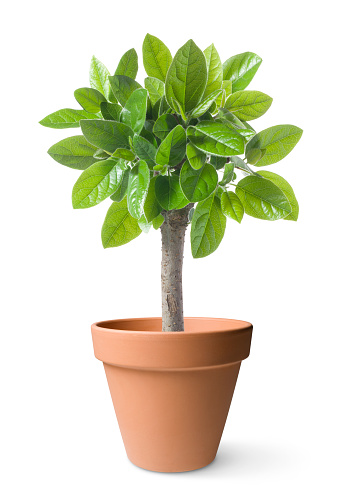 Small potted tree. Image made ​​using two photos at native resolution.