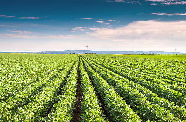istock Overview of soybean field on sunny day 471112950