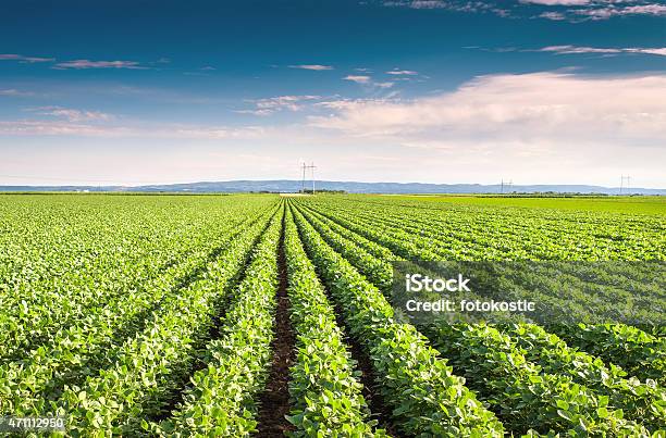 Foto de Campo De Soja e mais fotos de stock de Soja - Soja, 2015, Agricultura