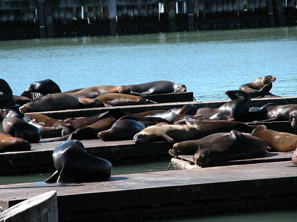 istock Sea Lions at Peir 39 471113034