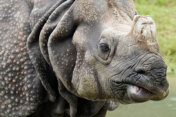 istock Great Indian Rhinoceros 471113119
