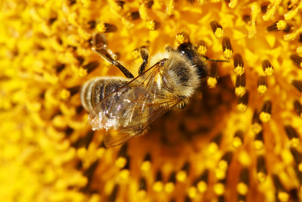 istock Sunflower with bees closeup 471113167