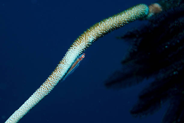 istock Large whip goby on sea whip 471113236
