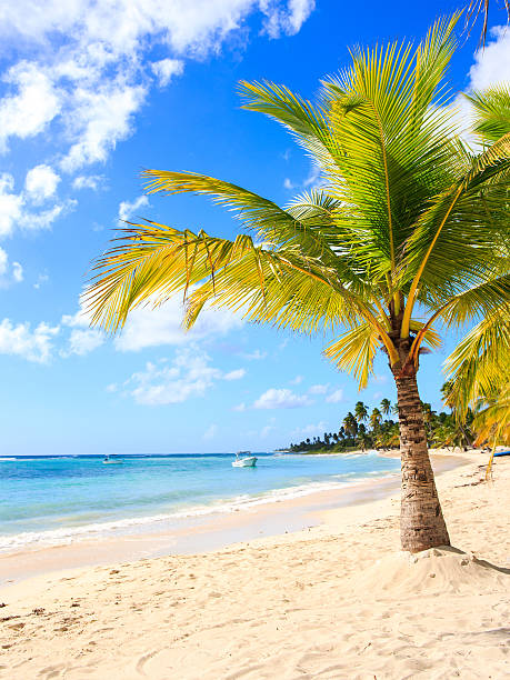 istock Caribbean beach in Dominican Republic 471113276
