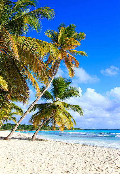 Beautiful caribbean beach on Saona island, Dominican Republic