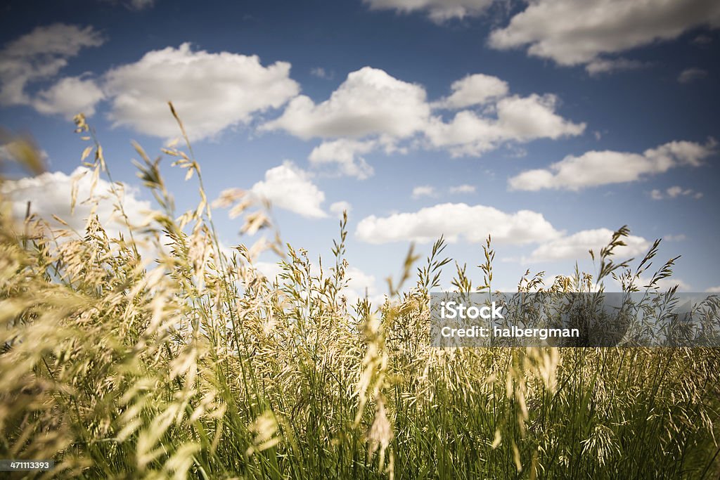 Поле пшеницы и облако - Стоковые фото Костёр - растение роялти-фри