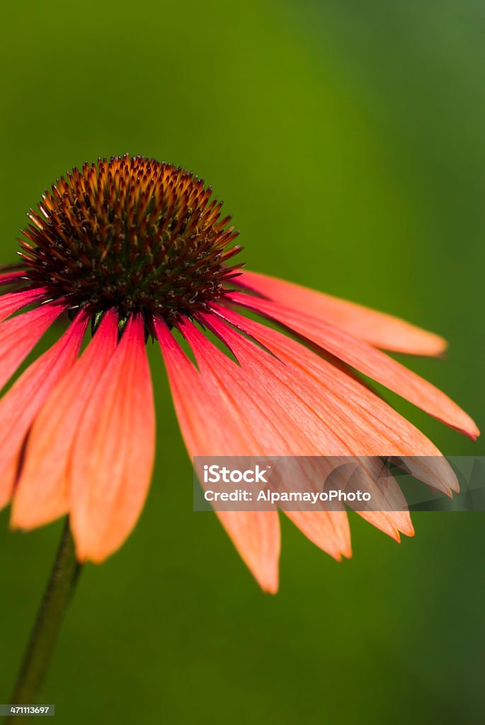 Orange Sonnenhut-Pflanzengattung-III - Lizenzfrei Alternative Medizin Stock-Foto