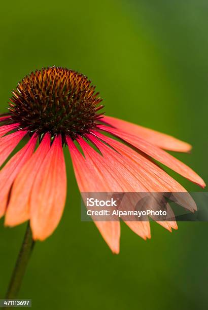 Orange Sonnenhutpflanzengattungiii Stockfoto und mehr Bilder von Alternative Medizin - Alternative Medizin, Blume, Blumenbeet