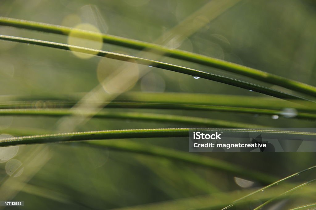 Tau auf "Reeds" - Lizenzfrei Makrofotografie Stock-Foto