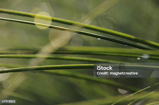 Rosa Na Stroikiem - zdjęcia stockowe i więcej obrazów Makrofotografia - Makrofotografia, Trzcina, Bez ludzi