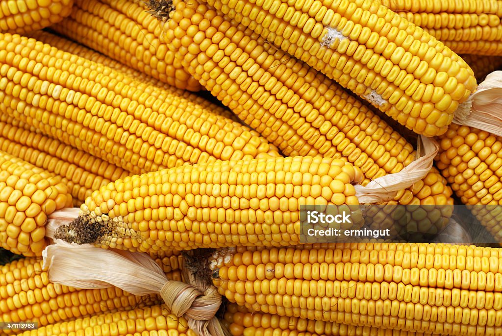 Fondo de maíz - Foto de stock de Alimento libre de derechos