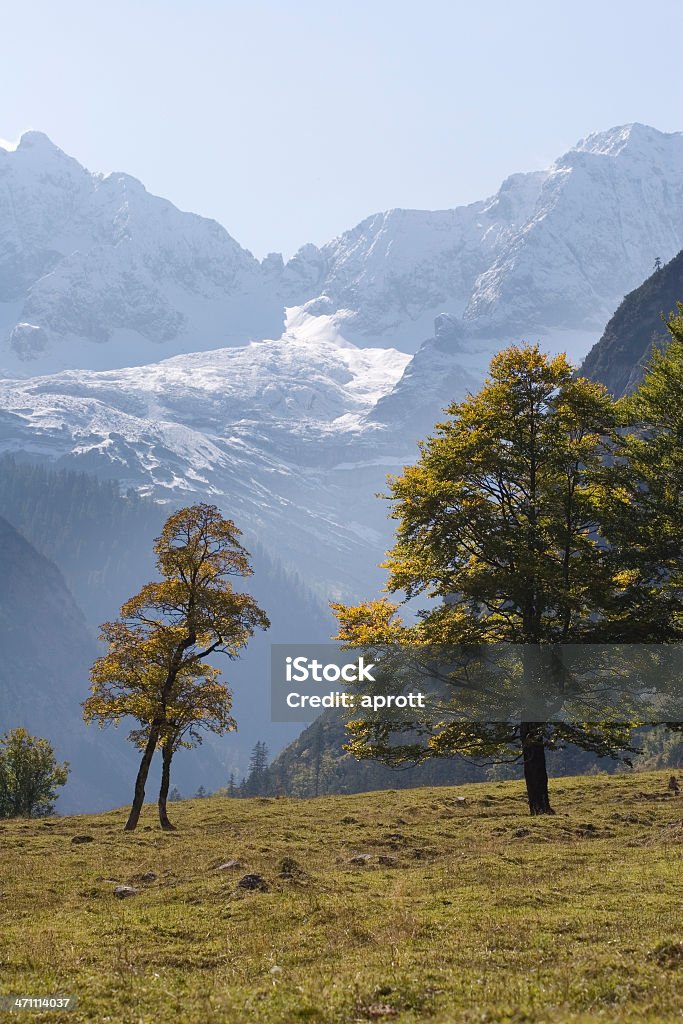 Maple Trees in the Austrian Alps - Karwendel Maple tree in the Karwendel area of the Austrian alps. Autumn begins to color the foliage. There are lots of very old and gnarled maple trees in that area called "Great maple meadow" ("Grosser Ahornboden") which are up to 500 years old. Austria Stock Photo