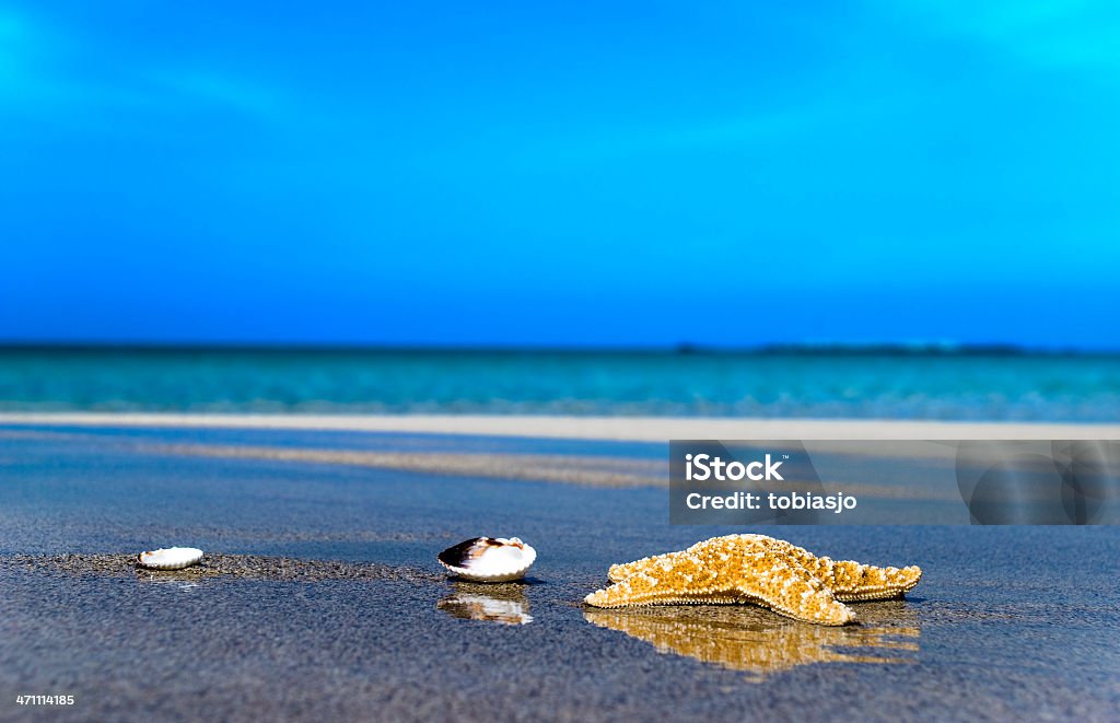 Estrella de mar - Foto de stock de Agua libre de derechos