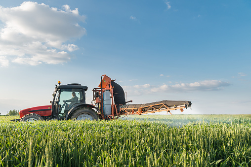 Tractor spraying wheat in spring