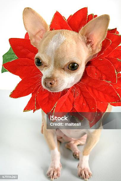 Christmas Flower - zdjęcia stockowe i więcej obrazów Bombka - Bombka, Boże Narodzenie, Chihuahua - Pies rasowy