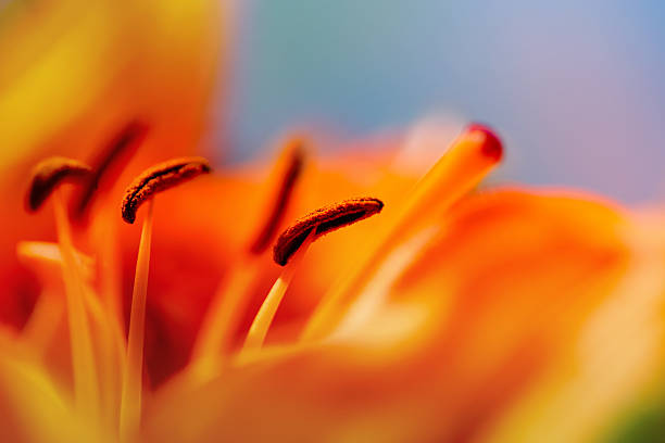 istock Artistic macro of Beautiful Asiatic Tiny Lily petal, blur, soft 471114308