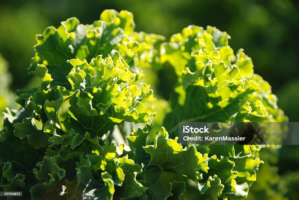 Col rizada - Foto de stock de Agricultura libre de derechos