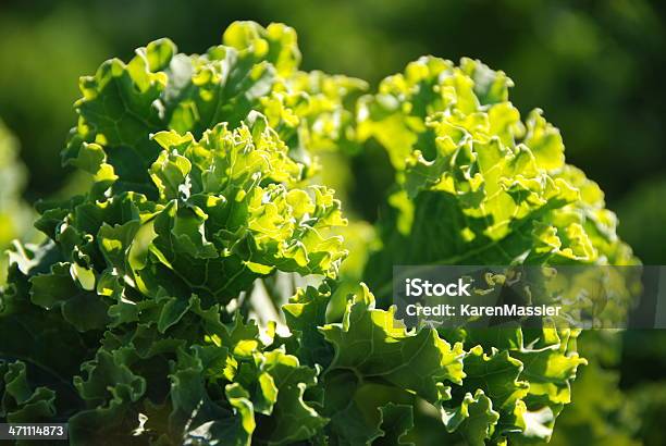 Col Rizada Foto de stock y más banco de imágenes de Agricultura - Agricultura, Aire libre, Alimento